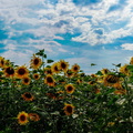 Sunflowers (1 von 1).jpg