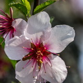 Mandelblüten