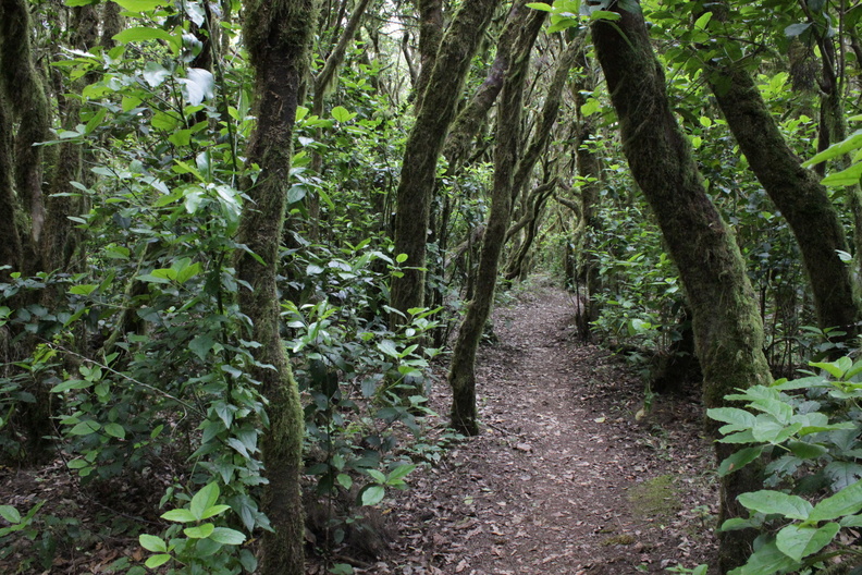 Regenwald La Gomera