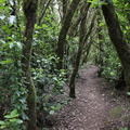 Regenwald La Gomera