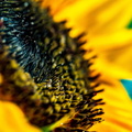 Sunflower (1 von 1).jpg