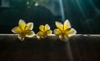 Trilogie der Frangipani Blüten