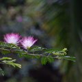 Blumen Bali