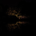 Baumspiegelung bei Nacht