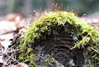 Wald