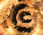BaumAnschnitt1