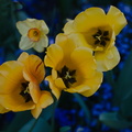 Blüte 3