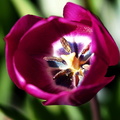"Innenleben" einer Tulpe