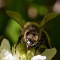 Biene auf Zwischenlandung