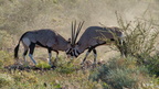 Wildlife Namibia