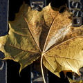 Herbstblatt an Gulli