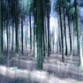Wald3