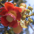 Kanonenkugelbaum-Blüte
