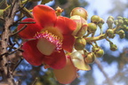 Kanonenkugelbaum-Blüte