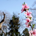 Pffrchblüten mit Biene