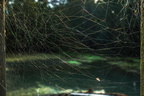 Net spinne!