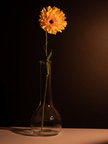 Stilllbeben Vasen und Blumen