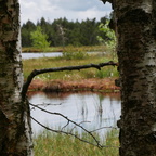 Biotop Moor bei Kaltenbronn