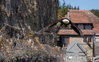 ein Weißkopfseeadler beim take off  Greifenwarte Burg Guttenberg