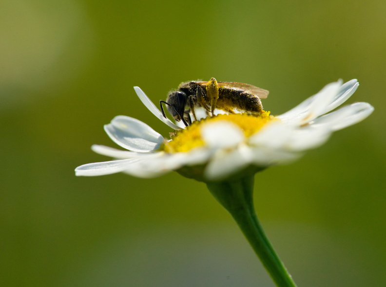 Biene-Pollen-auf-Blume-DSC04901.jpg