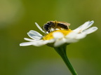 Biene-Pollen-auf-Blume-DSC04901