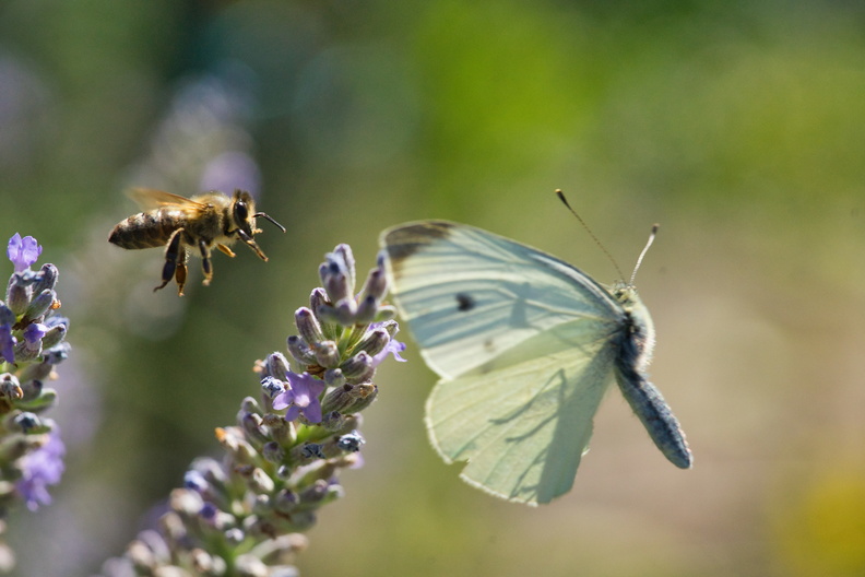 DSC05400-Biene-verjagt-Schmetterling.jpg