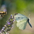 DSC05400-Biene-verjagt-Schmetterling
