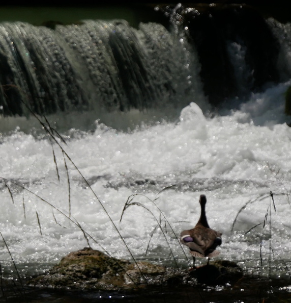 Eine Ente schaut dem Wasserfall  im Englischen Garten zu