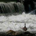 Eine Ente schaut dem Wasserfall  im Englischen Garten zu