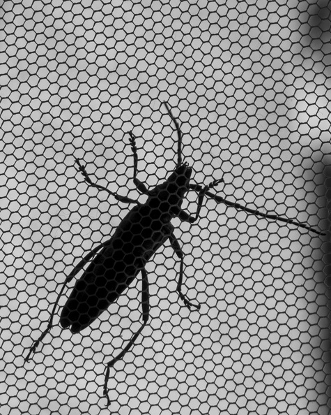 ca. 5 cm großerKäfer fotografiert durch Fliegengitter d.h. von 'unten'.jpg