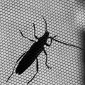 ca. 5 cm großerKäfer fotografiert durch Fliegengitter d.h. von 'unten'.jpg