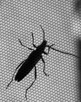 ca. 5 cm großerKäfer fotografiert durch Fliegengitter d.h. von 'unten'