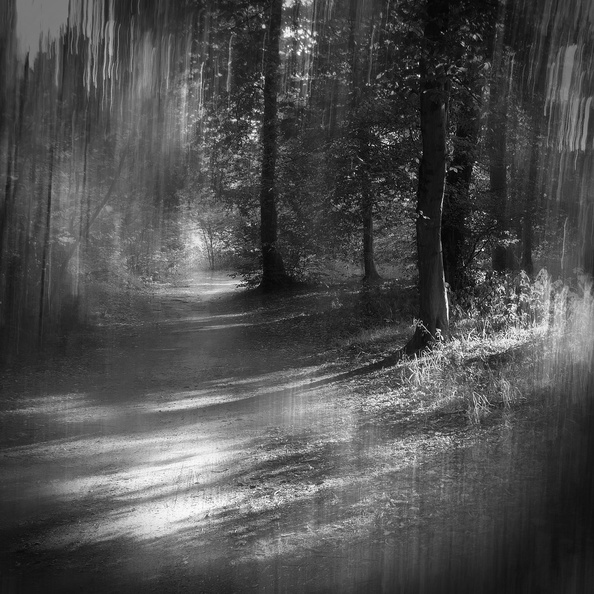 Licht im Wald 1