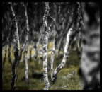 Herbstimpression