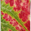 Herbstfarben-Weinblatt I