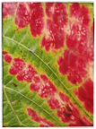 Herbstfarben-Weinblatt I