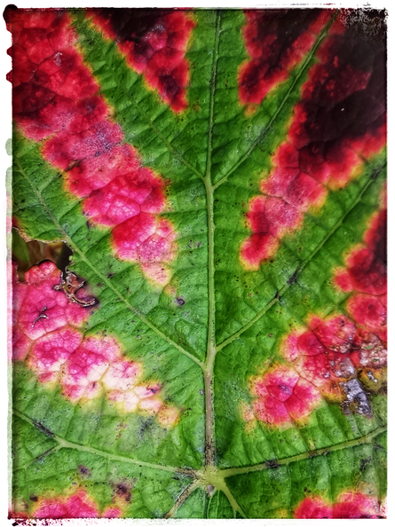 Herbstfarben-Weinblatt II.png