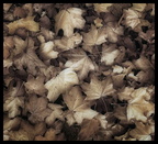 Herbstimpressionen