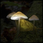 Hingetrickster Leuchthelmling, die Zweite