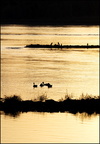 Vogelperspektive Au am Rhein