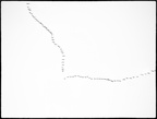 flying birds