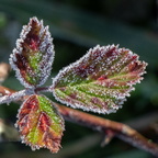 Novemberfrost