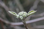Yoda das ist? :)
