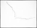 flying birds