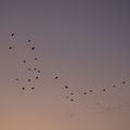 Vögel nach Sonnenuntergang