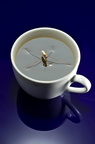 Kaffeespezialitäten I