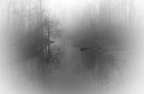 im Nebel