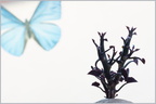 Schmetterling 