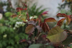 IMG 4132 (2)