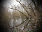 Naturschutzgebiet i.d. des Ölhafens am Rhein